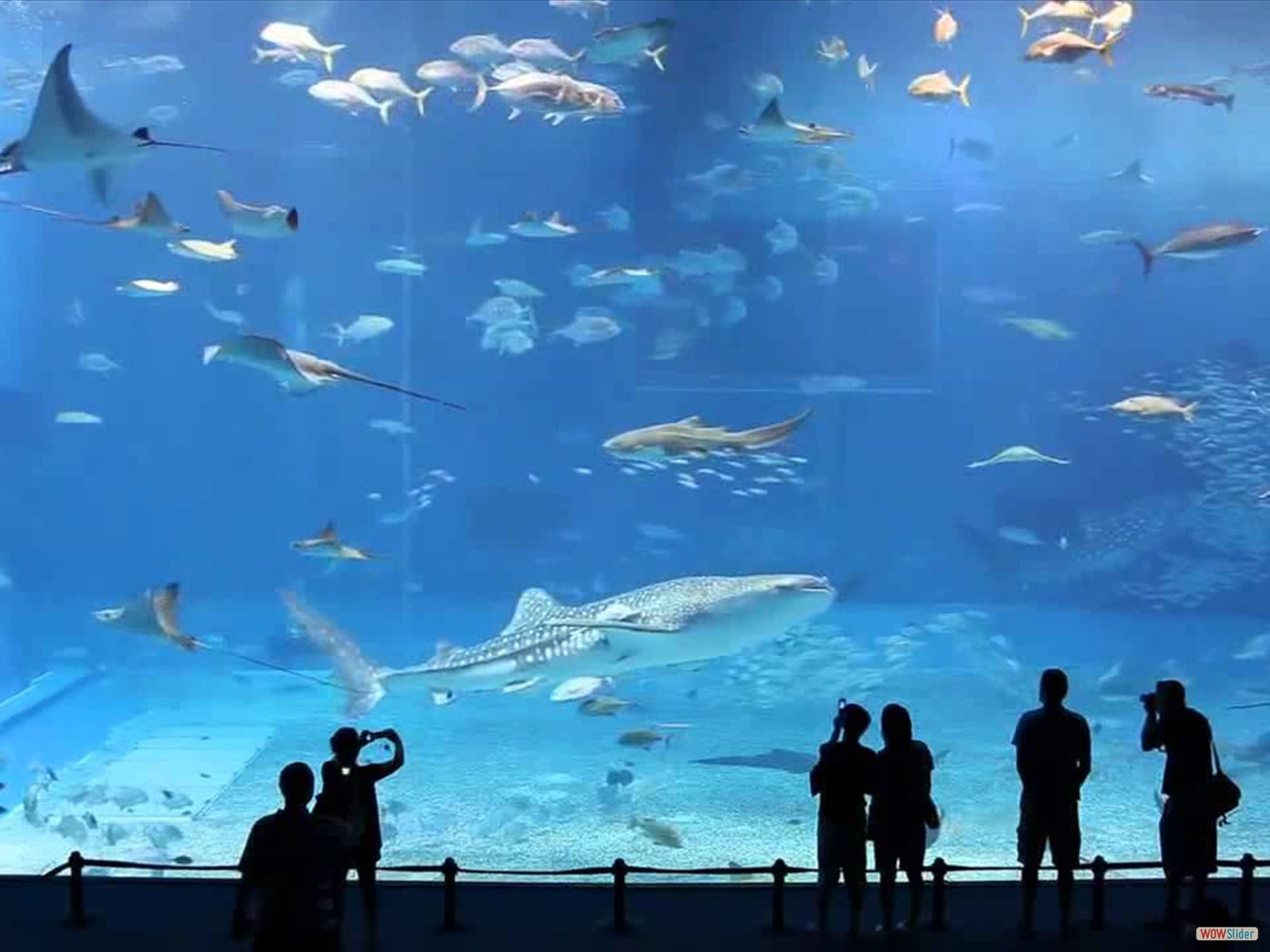 dubai_aquarium